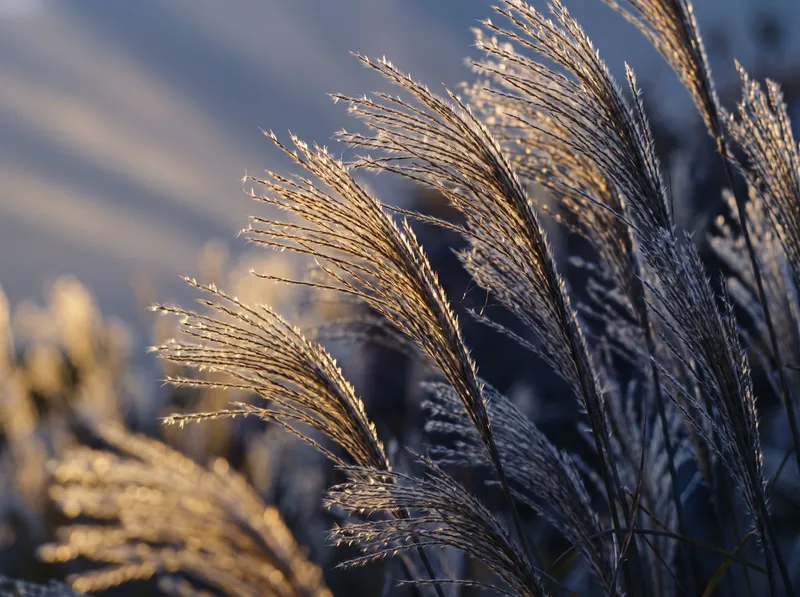 Backlit Silver-Grass Plumes With Violet Shadows — AI-generated photograph