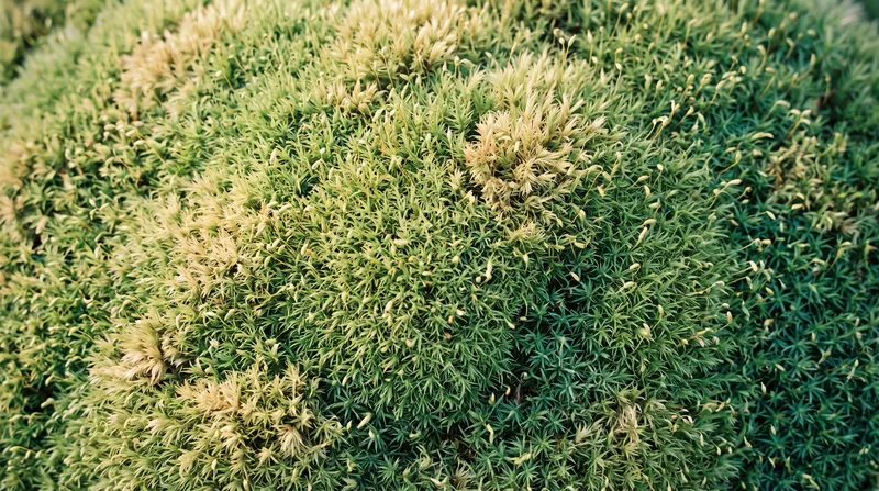 Warm-Lit Green Moss Carpet Texture — AI-generated photograph