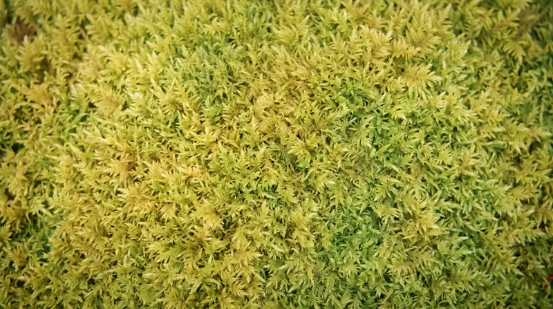 Golden Green Moss Carpet in Warm Light — AI-generated photograph