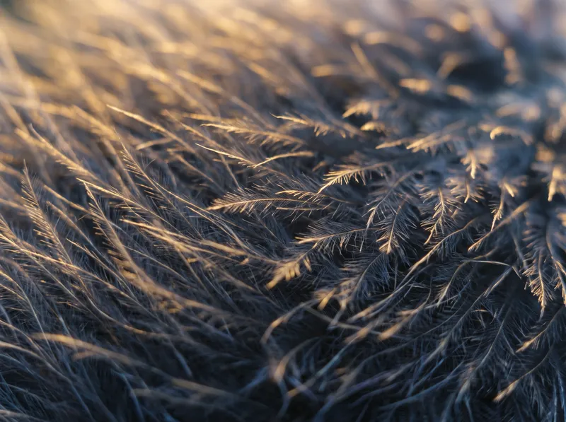 Golden Feather Barbs With Violet Shadows — AI-generated photograph