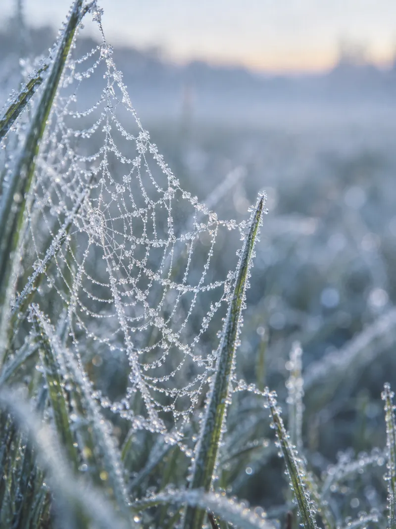 Frosted Spiderweb Between Green Grass Blades — AI-generated photograph