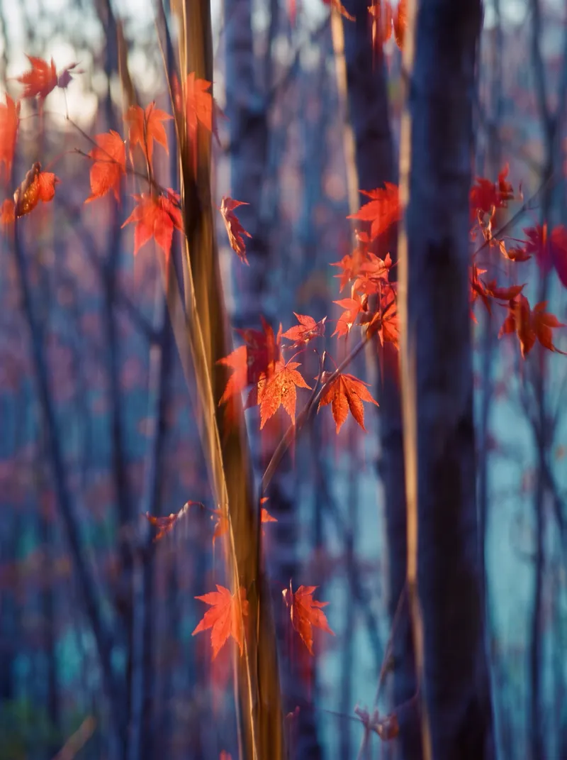 Streaked Crimson Foliage in Misty Woods — AI-generated photograph