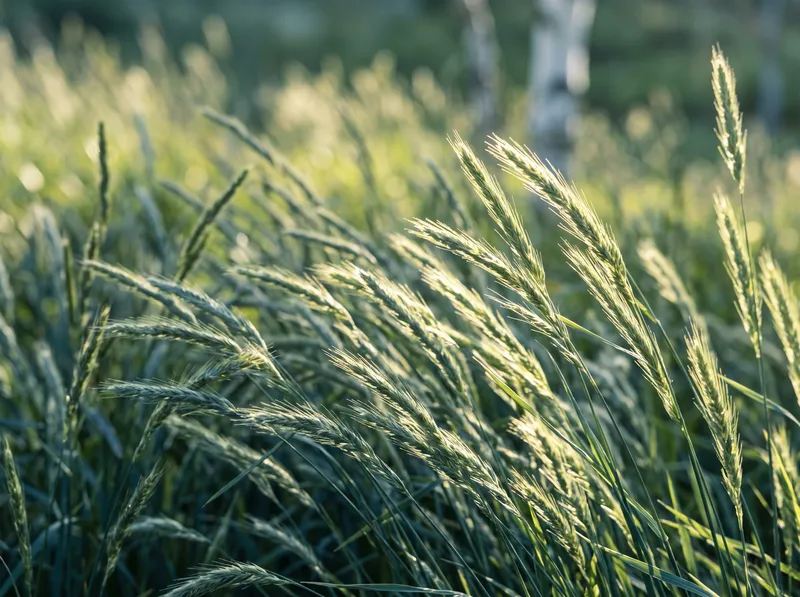 Green Grass Ears Bending in the Wind — AI-generated photograph