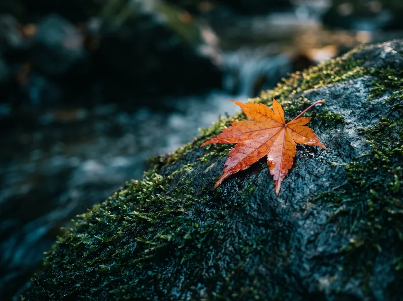 Red Maple Leaf on Wet Mossy Rock — AI-generated photograph