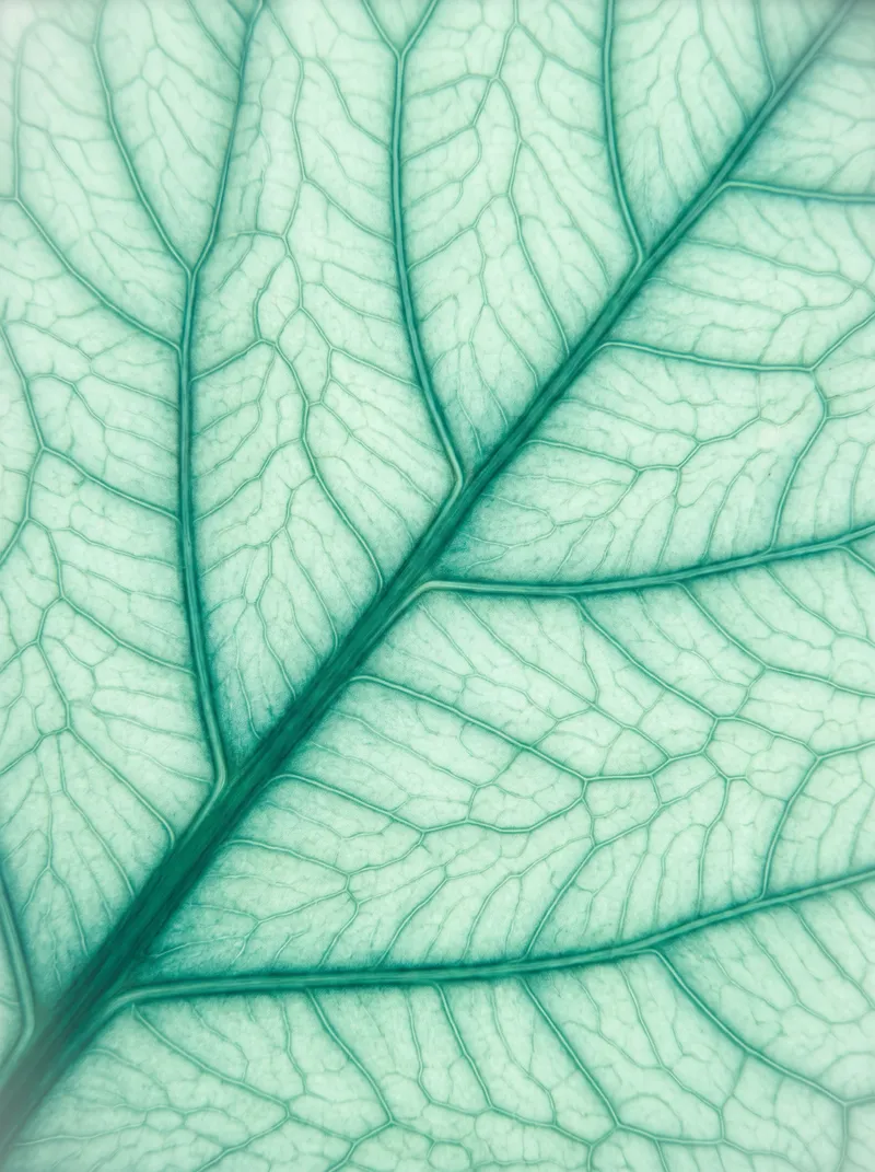 Backlit Jade Leaf Vein Network — AI-generated photograph