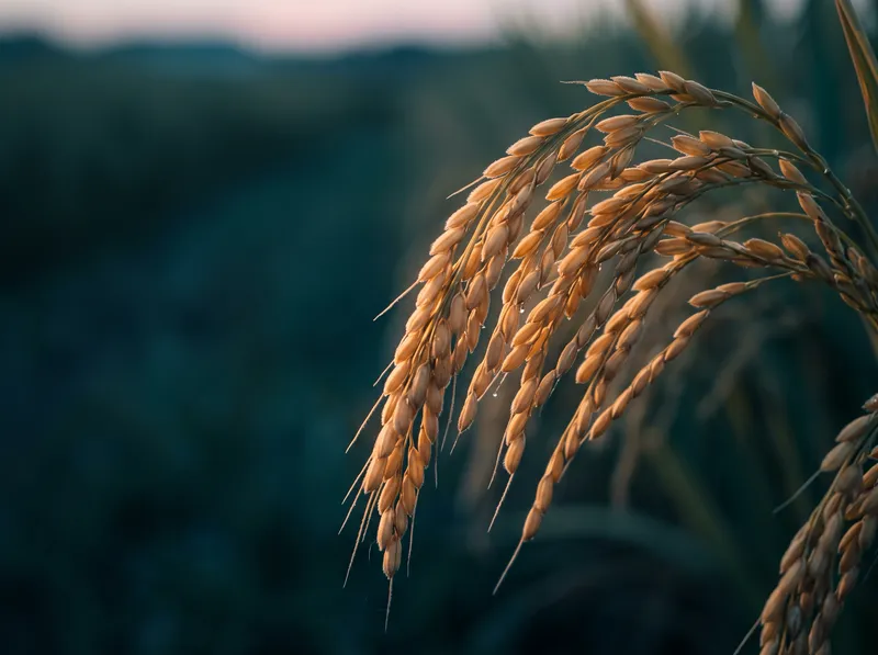 Close-up of Golden Rice Ears in Sidelight — AI-generated photograph