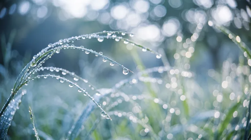 Dewy Grass Blades With Backlit Round Bokeh — AI-generated photograph