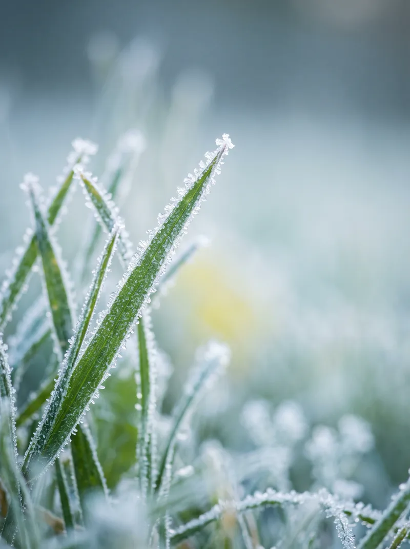 Frost on Grass Blades in Cool Morning Light — AI-generated photograph