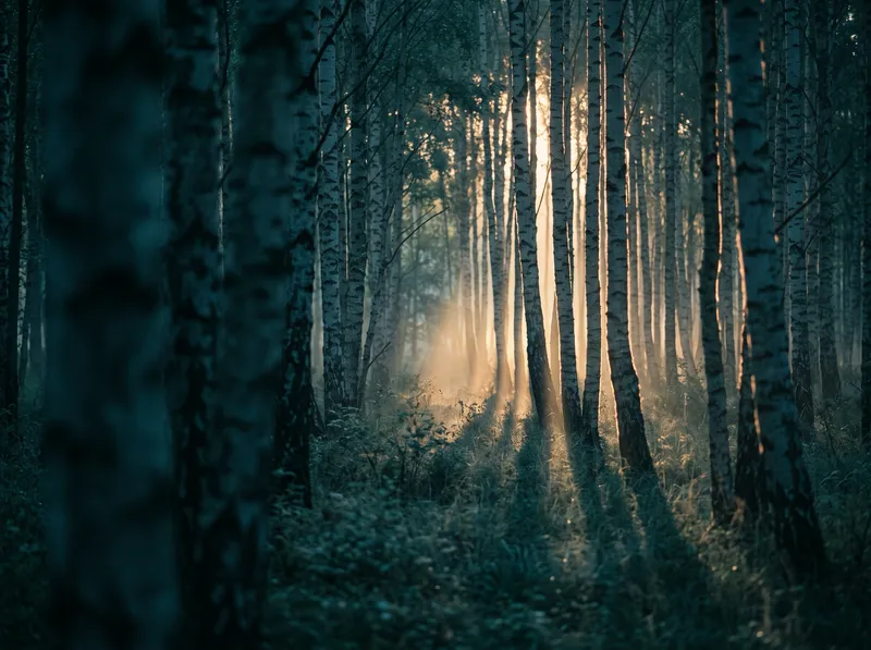 Backlit Birch Grove in Amber and Teal — AI-generated photograph