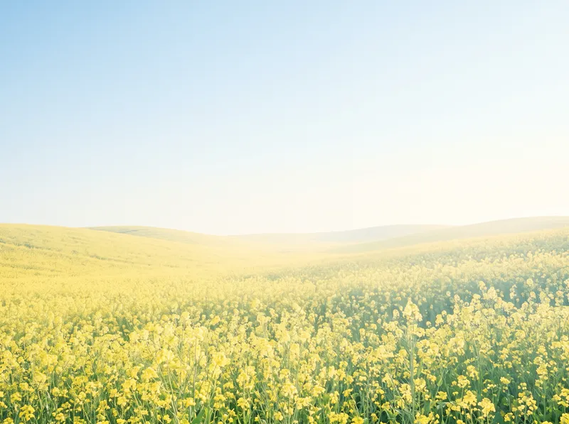 Yellow Rape Field Under a Pale Sky — AI-generated photograph