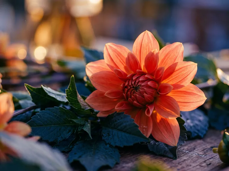 Backlit Coral Dahlia With Violet Shadows — AI-generated photograph