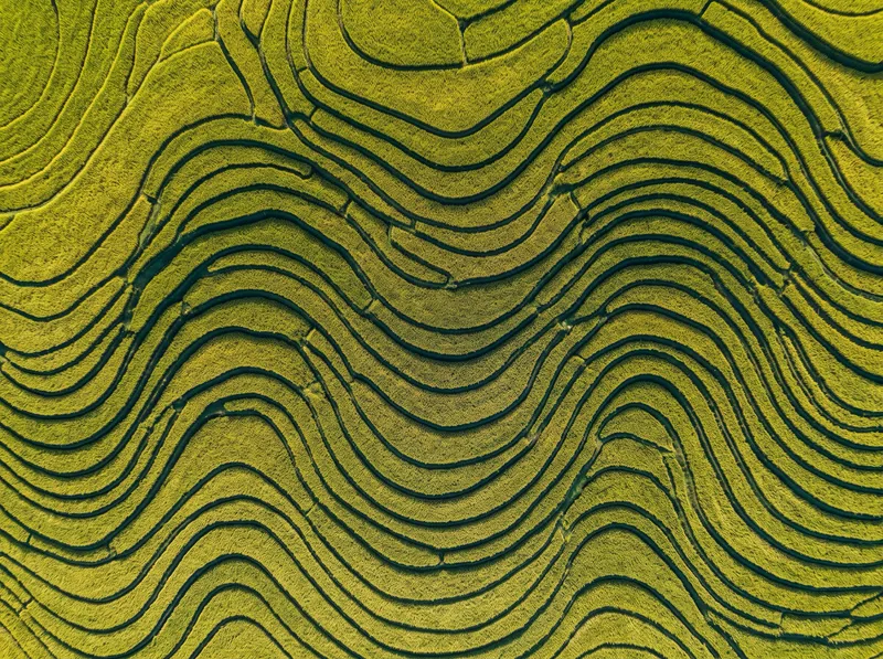Aerial View of Terraced Rice Fields — AI-generated photograph