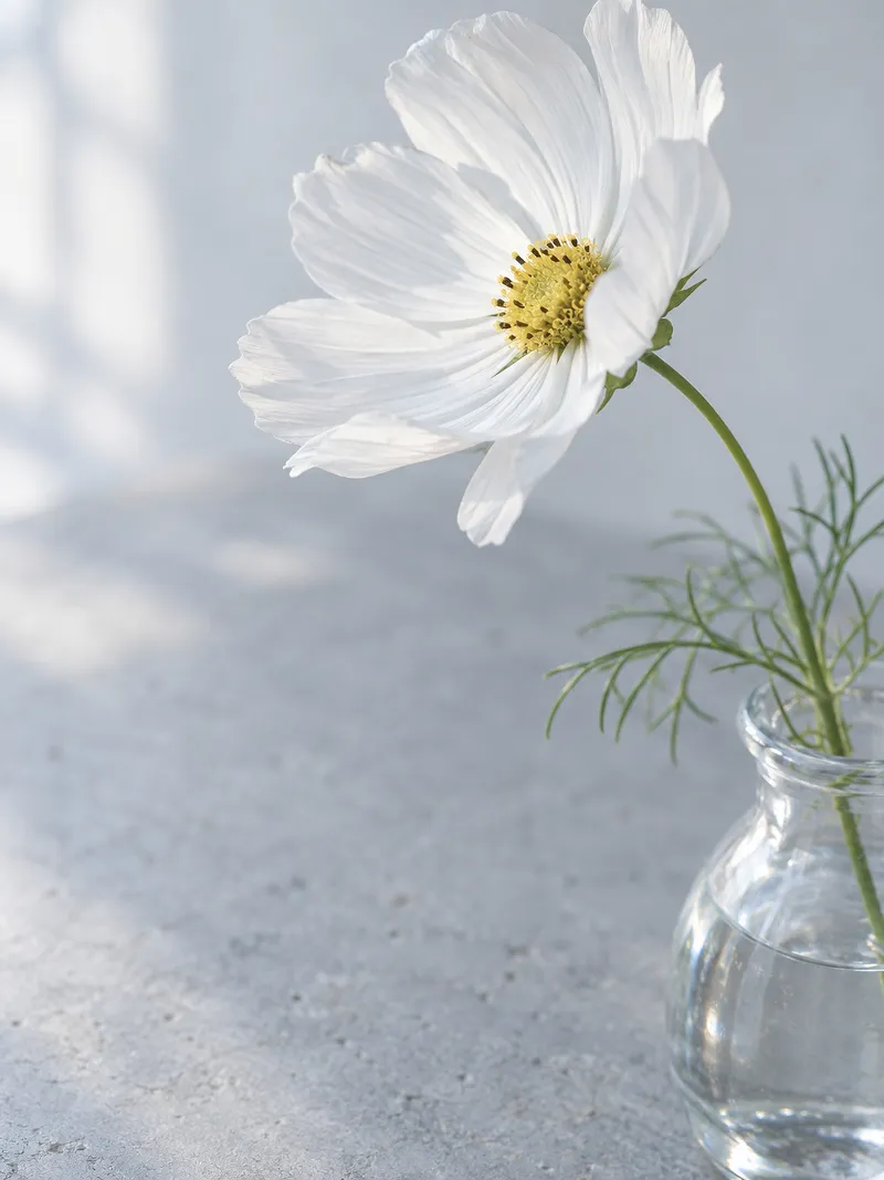 White Cosmos Seen Above a Vase — AI-generated photograph
