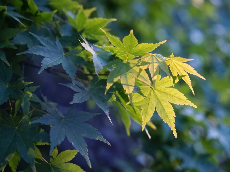 Backlit Green Maple Leaves at Dusk — AI-generated photograph